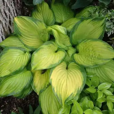 Хоста СТЕЙНД ГЛАСС гибридная в Рогачеве