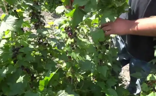 Превью видео