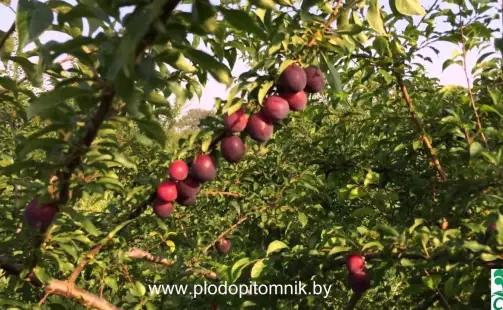 Превью видео