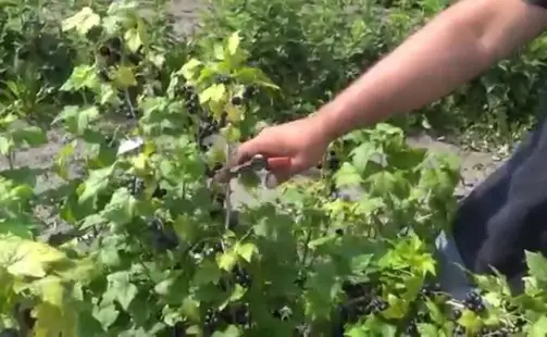 Превью видео