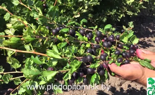 Превью видео