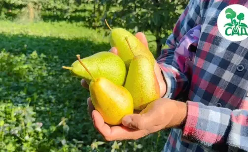 Превью видео