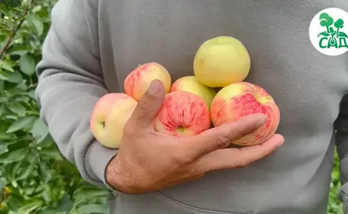 Превью видео