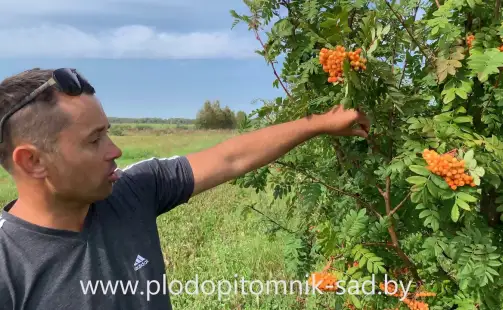 Превью видео