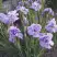 Ирис ИМПЕРИАЛ ОПАЛ сибирский в Рогачеве