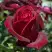 Роза ПАПА МЕЙЯН чайно-гибридная в Рогачеве