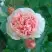 Роза ФИЛИНГ чайно-гибридная в Рогачеве