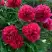 Пион БЕЛГРАВИЯ травянистый в Рогачеве