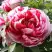 Пион РЕД ВИЗ ПИНК древовидный в Рогачеве