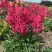 Астильба ЛАКИ ДЕЙ Арендса в Рогачеве