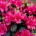 Азалия КАНЗОНЕТТА японская в Рогачеве