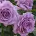 Роза ЛАВ СОНГ флорибунда в Рогачеве