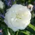 Роза АЛАБАСТЕР флорибунда в Рогачеве