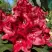 Рододендрон МАТАДОР в Рогачеве