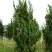 Можжевельник КАЙЗУКА китайский в Рогачеве