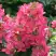 Гортензия МЕГА МИНДИ метельчатая в Рогачеве
