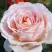 Роза АНДРЕ ЛЕ НОТР чайно-гибридная в Рогачеве