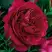 Роза КЕЙТ английская в Рогачеве