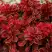 Барбарис РЕД ХОТ ЧИЛИ тунберга в Рогачеве