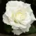 Роза МОНДИАЛЬ чайно-гибридная в Рогачеве