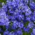 Вероника РОЯЛ БЛЮ большая в Рогачеве