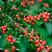 Кизильник горизонтальный в Рогачеве