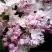 Сирень КРАСАВИЦА МОСКВЫ в Рогачеве