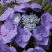 Гортензия БЛАУМАЙС (БЛАУМАЙЗЕ) крупнолистная в Рогачеве