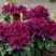 Рододендрон КАЛИ в Рогачеве