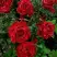 Роза РЕД ИНТУИШН чайно-гибридная в Рогачеве