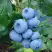 Голубика ТОРО в Рогачеве