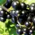 Смородина чёрная ДЕЛИКАТЕСНАЯ в Рогачеве