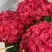 Гортензия ЭНДЛЕСС САММЕР ЛАВ крупнолистная в Рогачеве