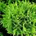 Туя ДАНИКА западная в Рогачеве