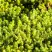 Очиток (седум) ЙЕЛЛОУ КВИН едкий в Рогачеве