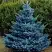 Ель МАДЖЕСТИК БЛЮ колючая в Рогачеве