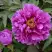 Пион ЛИЛОВАЯ ФАНТАЗИЯ древовидный в Рогачеве
