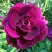 Роза БУРГУНДИ АЙС флорибунда в Рогачеве