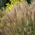 Мискантус КЛЯЙН СИЛЬБЕРСПАЙН китайский  в Рогачеве