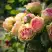 Роза ПИТАХАЙЯ чайно-гибридная в Рогачеве