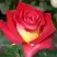 Роза ФРЕНДШИП чайно-гибридная в Рогачеве