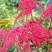 Астильба РЕД ЧАРМ Арендса в Рогачеве