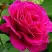 Роза МАЛИНОВЫЙ ЗВОН чайно-гибридная в Рогачеве