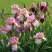 Ирис БЛАШИНГ ПИНК бородатый в Рогачеве