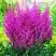 Астильба ПЕПЛ РЕЙН гибридная в Рогачеве