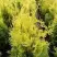 Туя ГОЛДЕН БРАБАНТ западная в Рогачеве