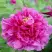 Пион ЛИЛОВАЯ ФАНТАЗИЯ древовидный в Рогачеве