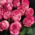 Роза КАРУСЕЛЬ чайно-гибридная в Рогачеве