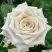 Роза МЕНТА чайно-гибридная в Рогачеве