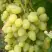 Виноград ЗАРНИЦА в Рогачеве